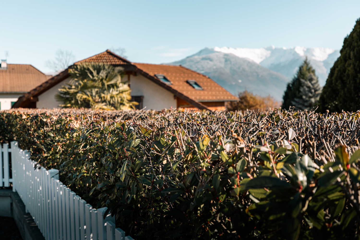 Photo d'une haie entretenue par les paysagistes de l'entreprise Cordier Yann