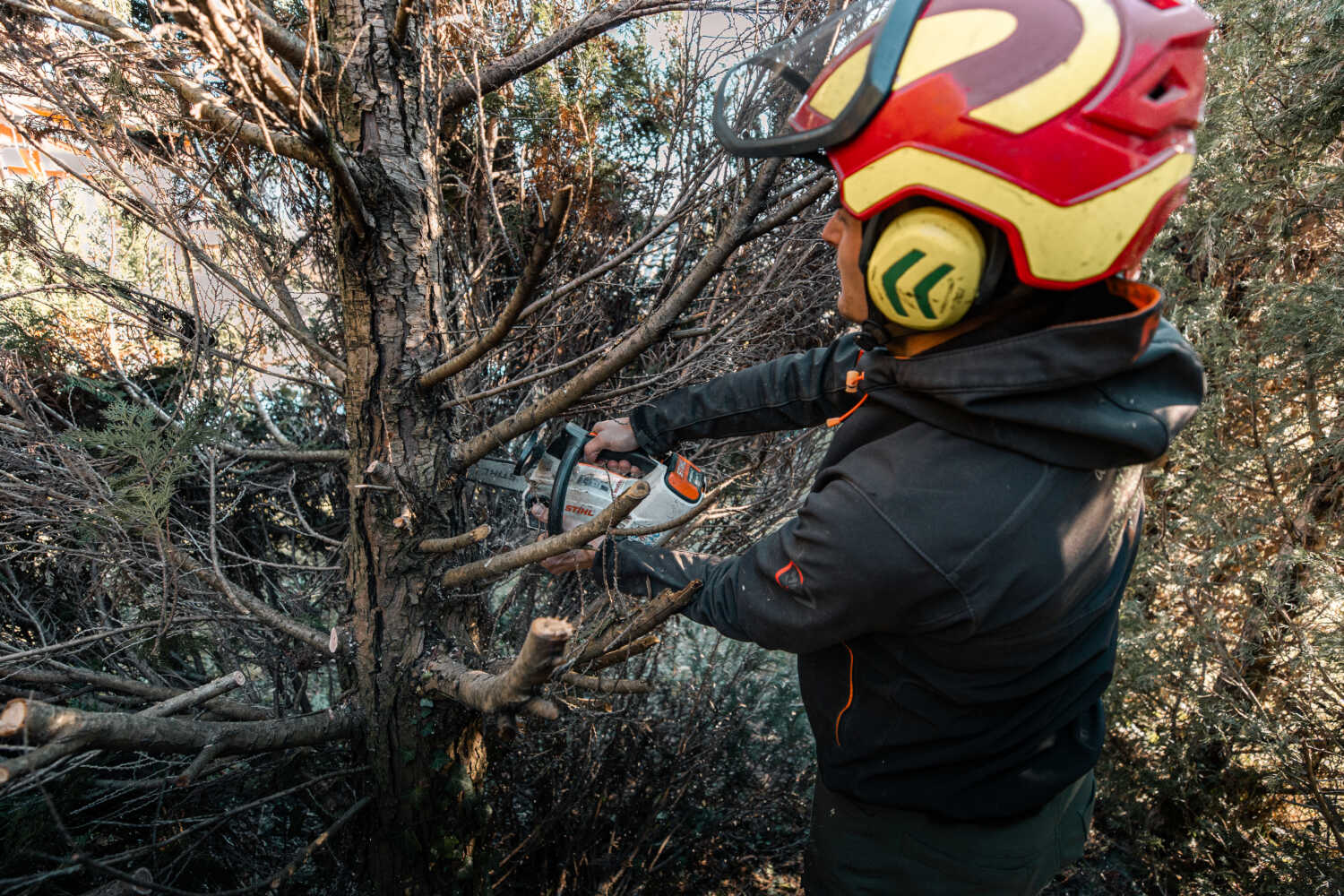 Photo d'un paysagiste entrain d'abattre un arbre