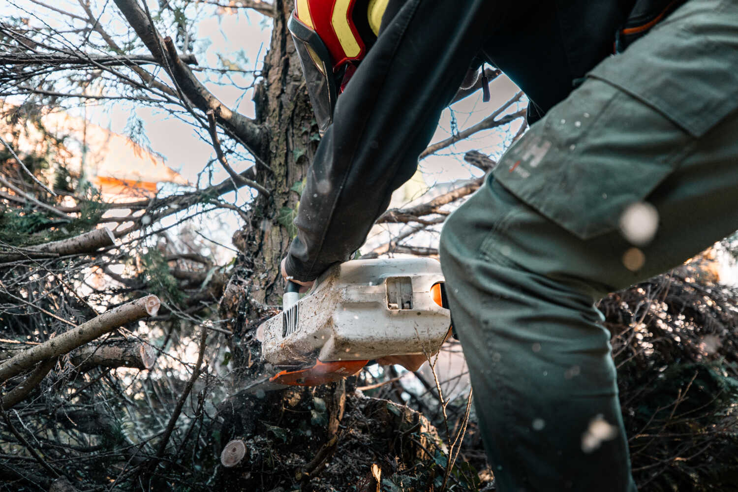 Photo d'un paysagiste entrain d'élaguer un arbre