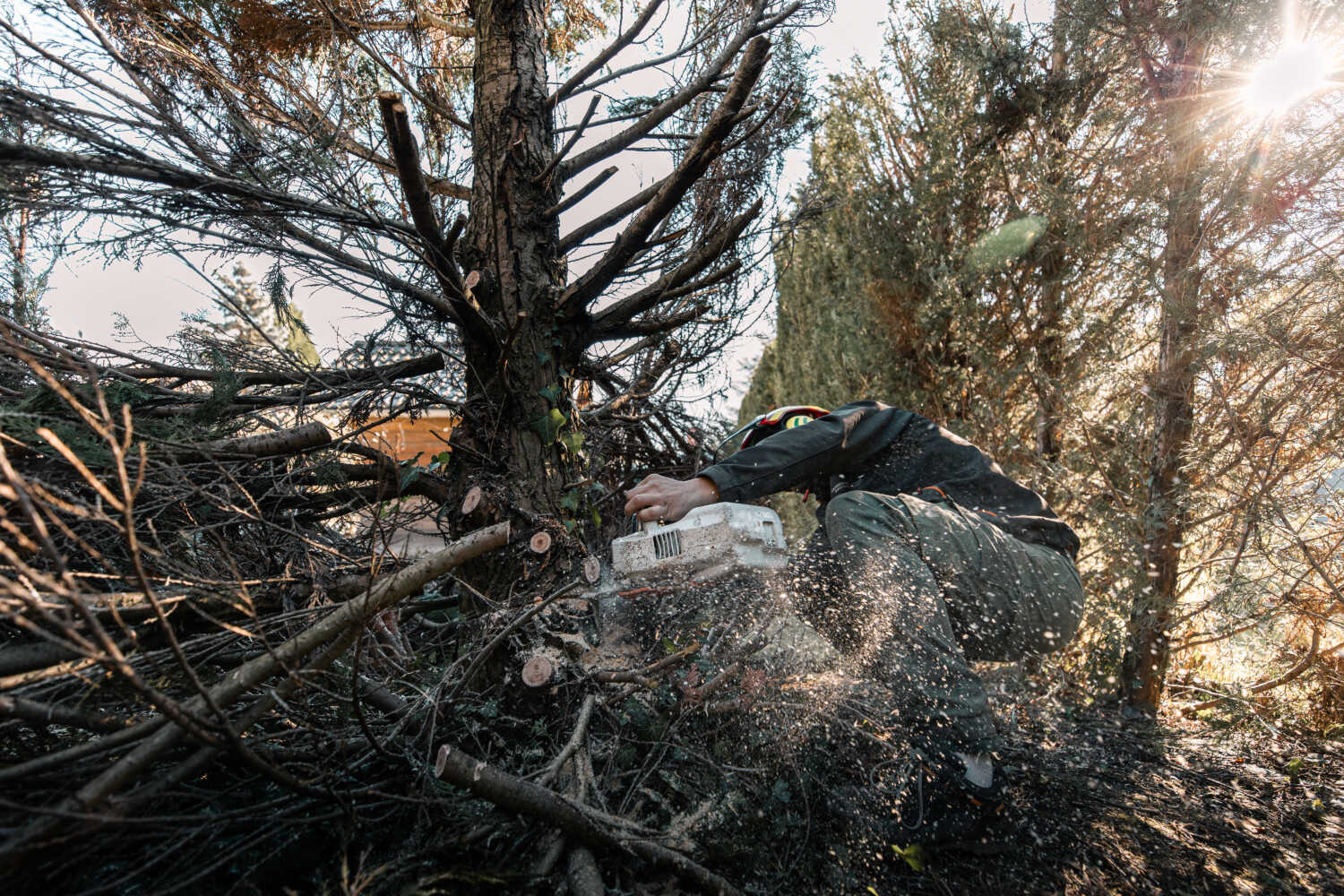 Photo d'un paysagiste entrain d'élaguer un arbre