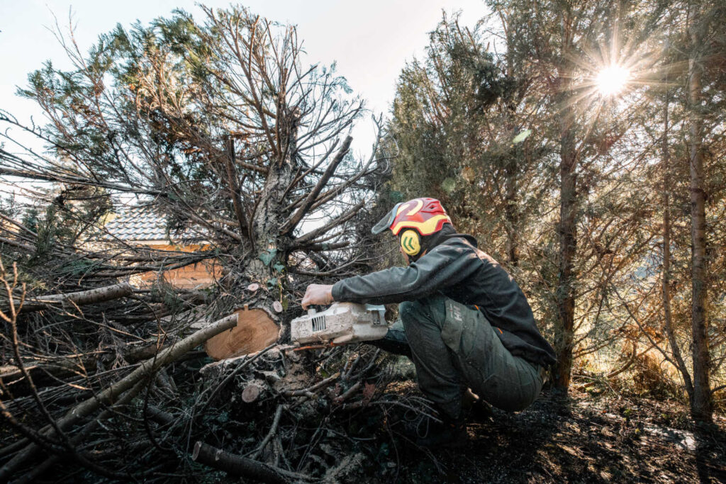 Photo de l'élagage d'un arbre