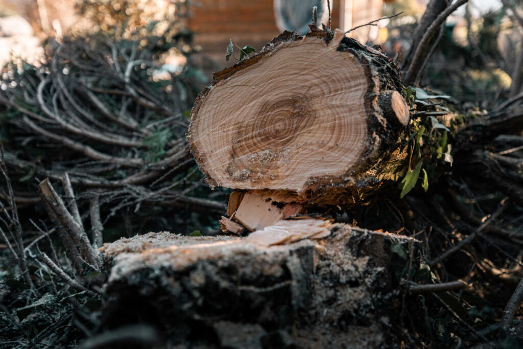 Photo d'un tronc d'arbre coupé