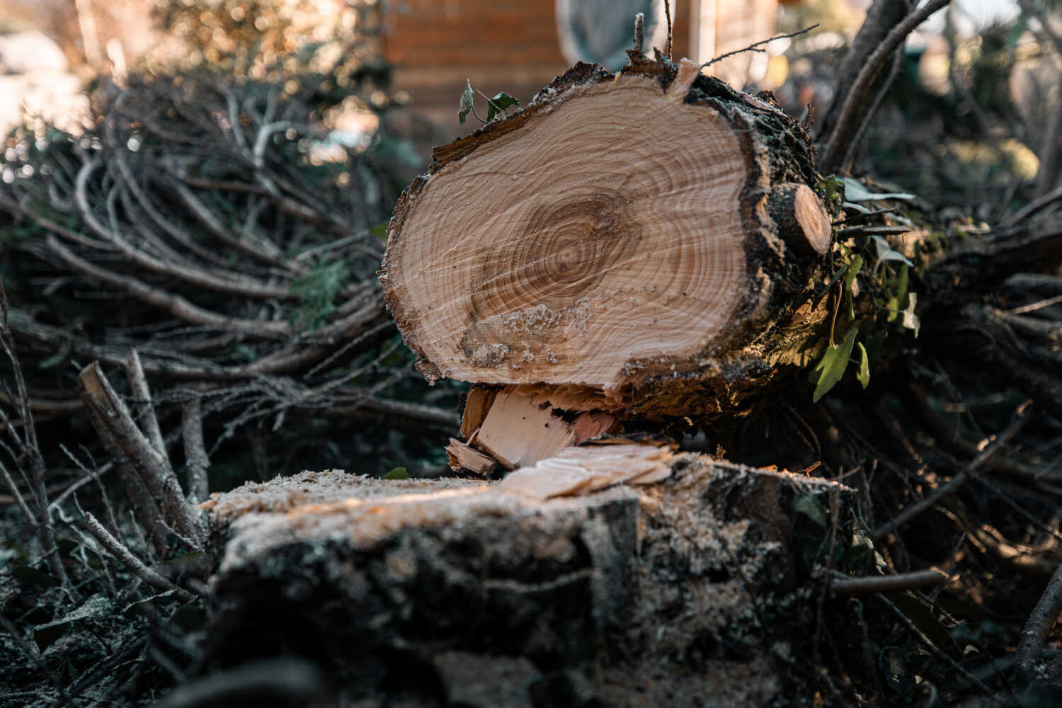 Photo d'un tronc d'arbre coupé