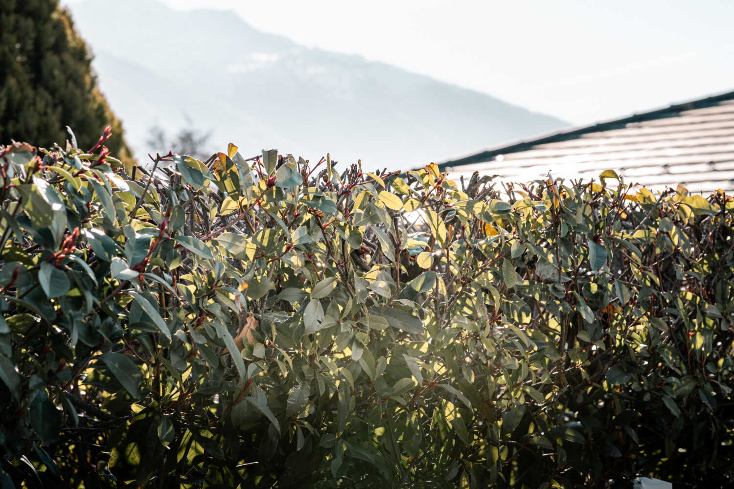 Photo d'une haie de jardin taillée