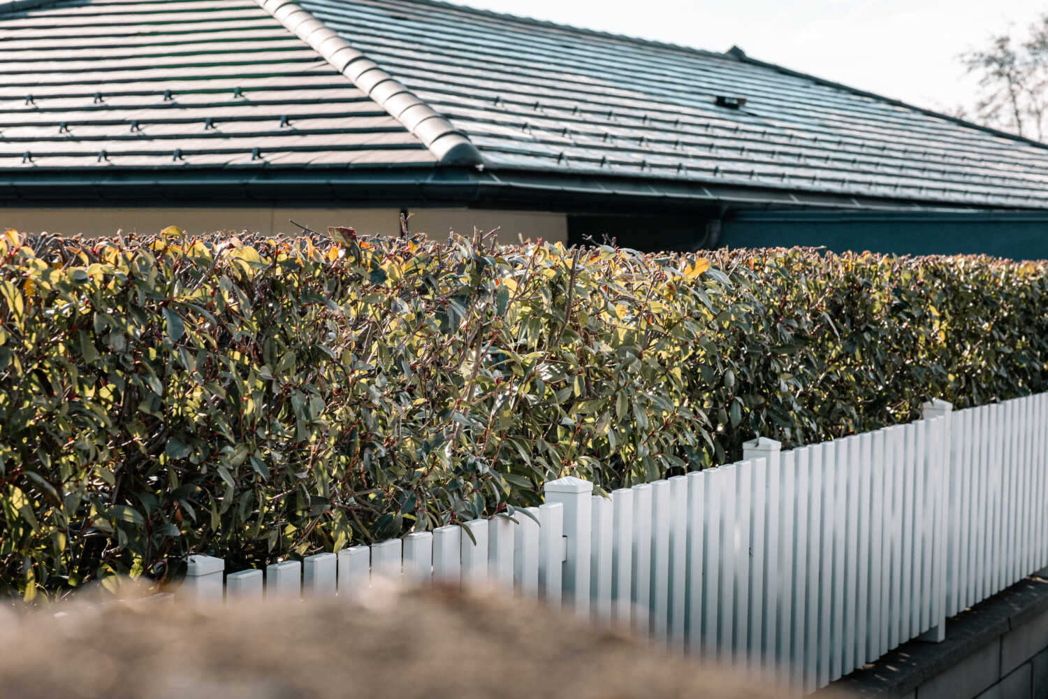 Photo d'une haie de jardin ccoupée