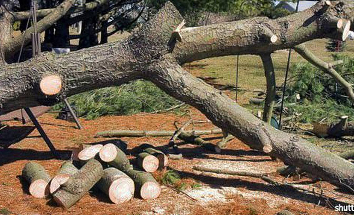 photo de l'élagage et l'abattage d'un arbre en Savoie - Yann CORDIER Paysagiste